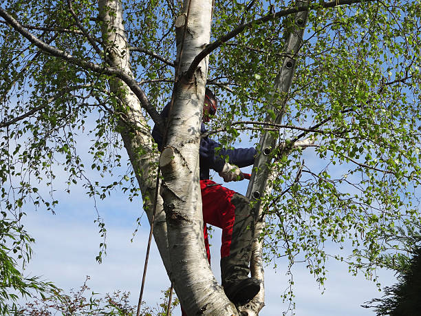 Trusted Morgan Hill, CA Tree Removal Services Experts