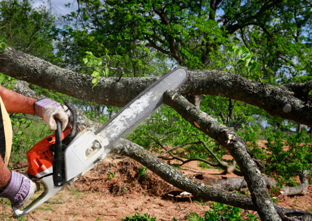 How Our Tree Care Process Works  in  Morgan Hill, CA